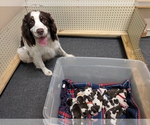 English Springer Spaniel Puppy for sale in CLEVELAND, TN, USA