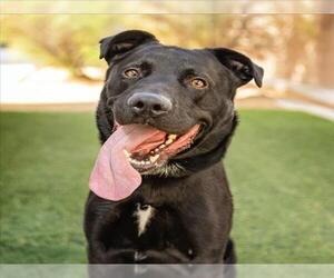 Labrador Retriever-Unknown Mix Dogs for adoption in Las Vegas, NV, USA