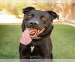 Small Labrador Retriever Mix