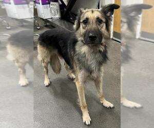 German Shepherd Dog-Unknown Mix Dogs for adoption in Forestville, MD, USA