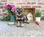 Small #2 Schnauzer (Miniature)
