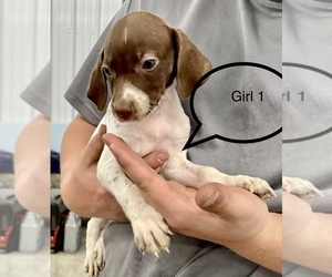 German Shorthaired Pointer Puppy for sale in AMBOY, MN, USA