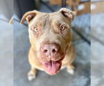 Small #28 American Staffordshire Terrier Mix