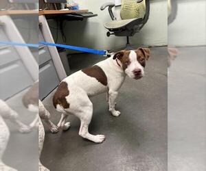 Mutt Dogs for adoption in Santa Cruz, CA, USA