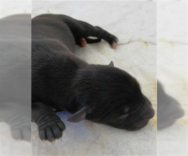 Medium Photo #1 Labrador Retriever-Unknown Mix Puppy For Sale in Houston, TX, USA
