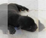 Small Labrador Retriever Mix