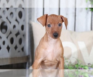 Miniature Pinscher Puppy for sale in MOUNT VERNON, OH, USA