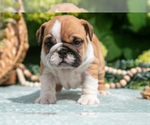 Puppy 4 English Bulldog