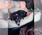 Small #1 Dachshund Mix