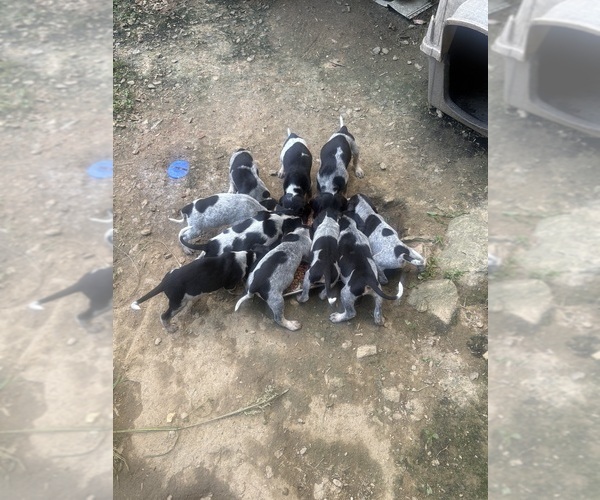 Medium Photo #1 Bluetick Coonhound Puppy For Sale in MARS HILL, NC, USA