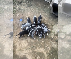 Bluetick Coonhound Puppy for sale in MARS HILL, NC, USA