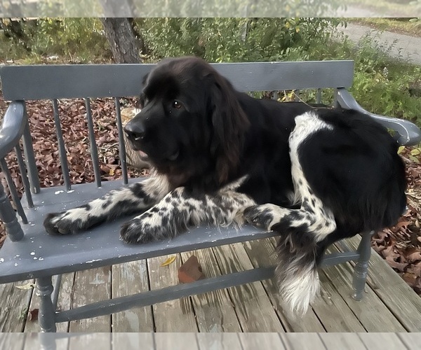 Medium Photo #1 Newfoundland Puppy For Sale in SAXTONS RIVER, VT, USA