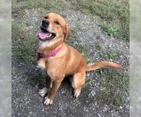 Medium Photo #4 Mutt Puppy For Sale in Glen Allen, VA, USA