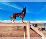 Small Photo #6 Dutch Shepherd Dog Puppy For Sale in SIERRA VISTA, AZ, USA