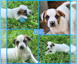 Small American Staffordshire Terrier-Boxer Mix