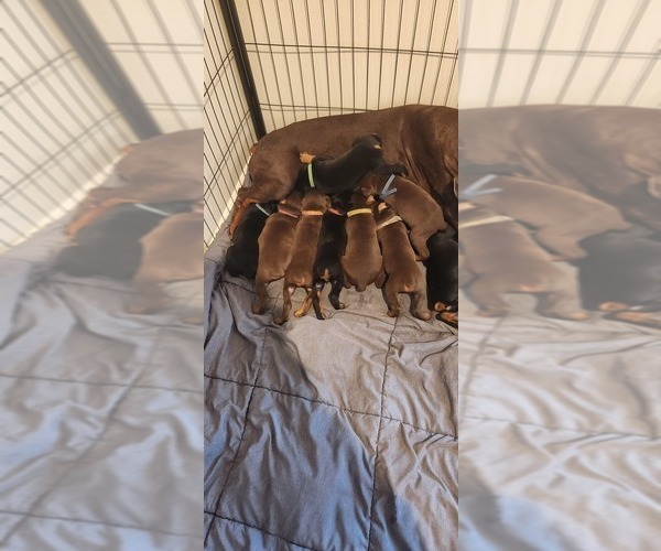 Medium Photo #14 Doberman Pinscher Puppy For Sale in RIVERSIDE, CA, USA