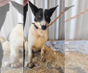 Akita-Border Collie Mix Dogs for adoption in Monte Vista, CO, USA