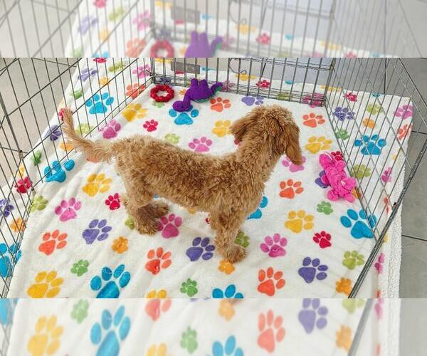 Medium Photo #8 Cavapoo mix (+ Poodle Miniature) Puppy For Sale in ORO VALLEY, AZ, USA