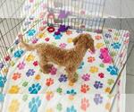 Frankie - Male Cavapoo mix (+ Poodle Miniature) Puppy for Sale - Photo #8