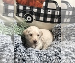 Small Photo #8 Goldendoodle Puppy For Sale in MARQUAND, MO, USA