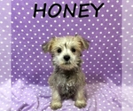 Small #2 Schnoodle (Miniature)