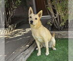 Small #3 Mutt