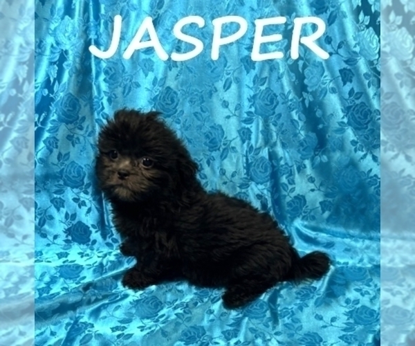 Medium Photo #1 ShihPoo Puppy For Sale in HARTLAND, MN, USA