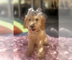 Small Photo #21 Goldendoodle mix (+ Poodle Miniature) Puppy For Sale in MENIFEE, CA, USA