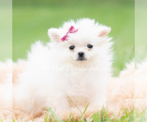 Medium Pomeranian