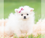 Puppy Twinklepop Pomeranian