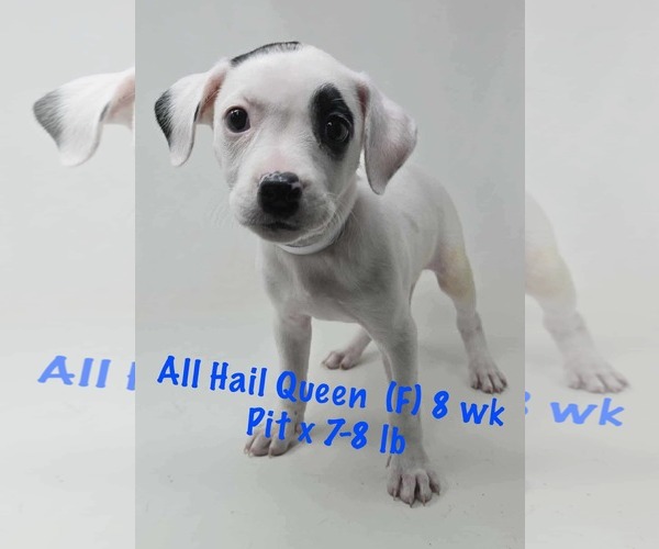 Medium Photo #3 American Pit Bull Terrier-Unknown Mix Puppy For Sale in pomfret, CT, USA