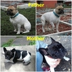 Small Photo #1 French Bulldog Puppy For Sale in HASTINGS, FL, USA