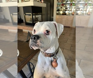 Father of the Boxer puppies born on 01/23/2025