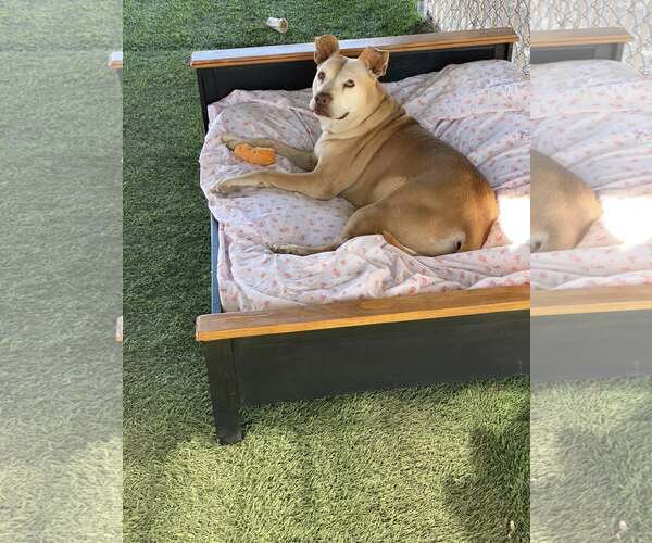 Medium Photo #2 American Staffordshire Terrier-Unknown Mix Puppy For Sale in Queen Creek, AZ, USA