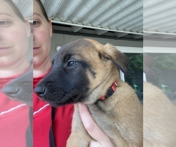 Medium Photo #7 Belgian Malinois Puppy For Sale in IMPERIAL BEACH, CA, USA