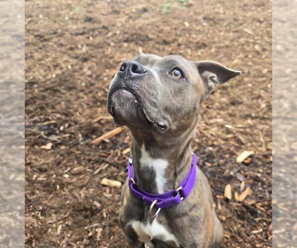 Medium Photo #1 American Pit Bull Terrier Puppy For Sale in Denver, CO, USA