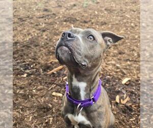 American Pit Bull Terrier Dogs for adoption in Denver, CO, USA