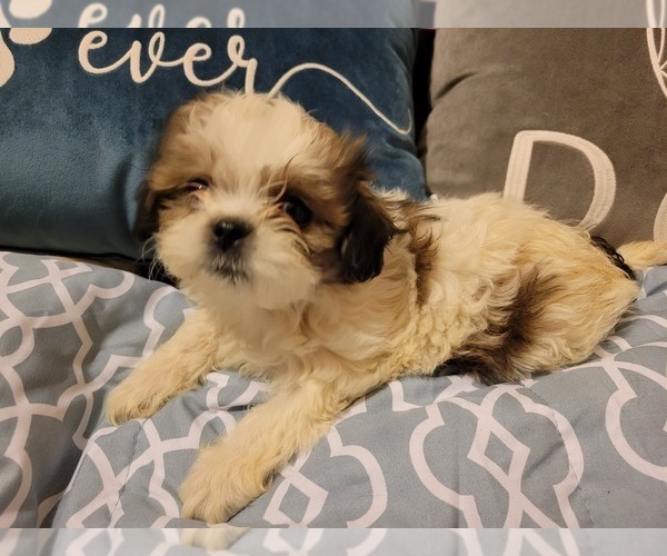 Medium Photo #1 Zuchon Puppy For Sale in SHAWNEE, KS, USA