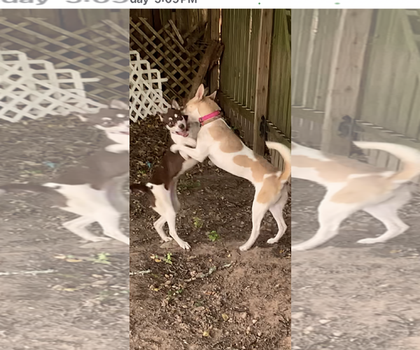 Medium Photo #3 Huskies -Retriever  Mix Puppy For Sale in The Woodlands, TX, USA
