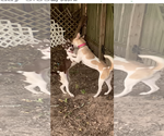 Small #2 Huskies -Retriever  Mix