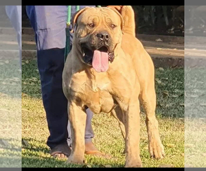 Father of the Boerboel puppies born on 01/11/2025