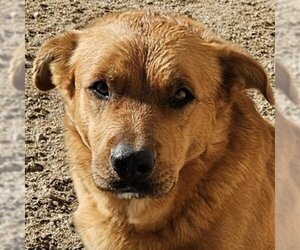Golden Retriever-Unknown Mix Dogs for adoption in Lake Forest, CA, USA