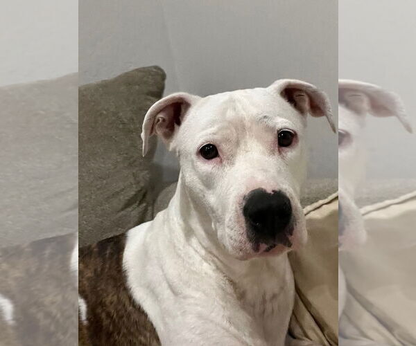 Medium Photo #17 American Pit Bull Terrier-Unknown Mix Puppy For Sale in phoenix, AZ, USA