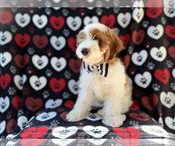 Medium Photo #5 Cock-A-Poo Puppy For Sale in LAKELAND, FL, USA
