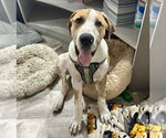 Small Photo #2 Great Dane-Unknown Mix Puppy For Sale in OKLAHOMA CITY, OK, USA