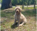 Small Photo #3 Poodle (Standard) Puppy For Sale in KITTY HAWK, NC, USA