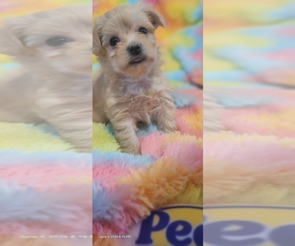 Medium Photo #31 Yorkshire Terrier Puppy For Sale in AKRON, OH, USA