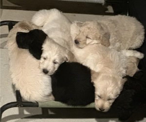 Goldendoodle Litter for sale in OWENSVILLE, MO, USA