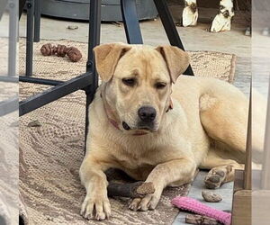 Mutt Dogs for adoption in Salt Lake City, UT, USA
