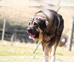 Small #18 Spanish Mastiff